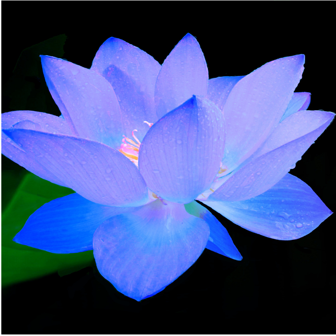 Dnyay gzelletirmenin ve sevginin ifadesi: kutsal iek Lotus